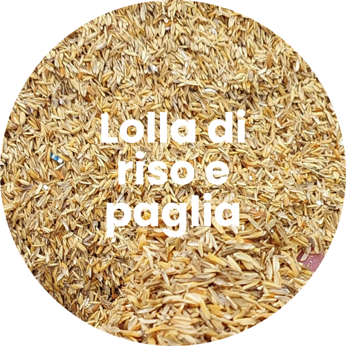 04_lolla di riso